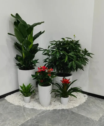 杭州湾花卉租赁-奉化花卉租用-北仑公司花木出租-海曙公司绿植出租